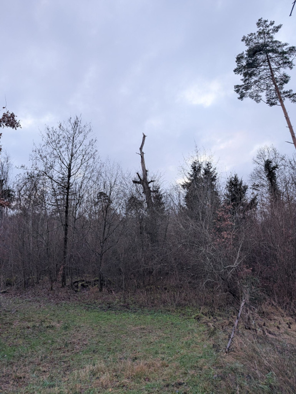 The Forest